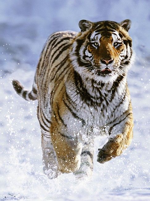 RAVENSBURGER - Tygr na sněhu 500 dílků